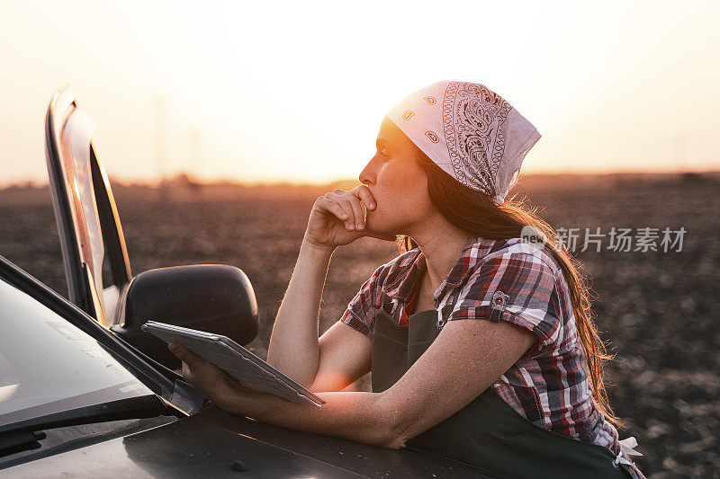 Cotton picking season. Young farmer woman evaluates crop before harvest in a blooming cotton field, under a golden sunset light.